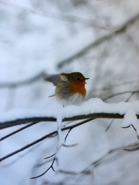 A confused robin on a snow-laden branch. Feb. 6, 1996