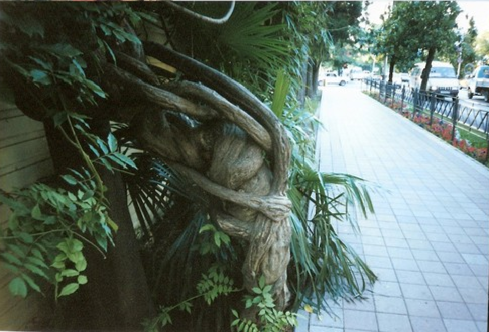Wikipedia image in the public domain: Vine in the street in Sochi, Russia Made by Alexander Nevzorov