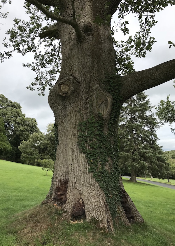 On the grounds of the Dromantine Conference Center, Newry, Northern Ireland. Easy to imagine leprechauns cavorting here.
