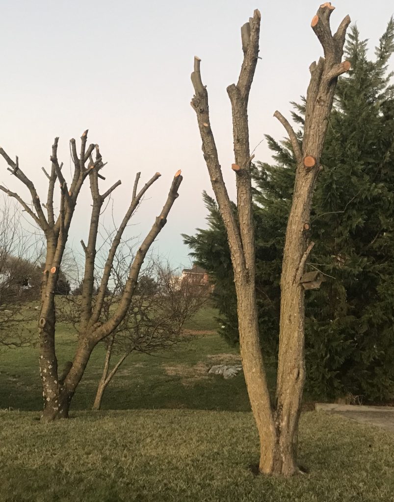 Our pear and cherry trees in the back yard. With severe haircuts.