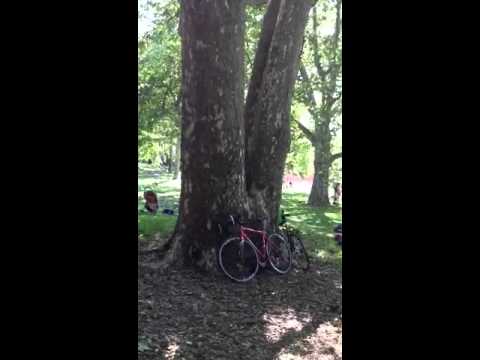 Sycamore Trees in Ft. Greene Park