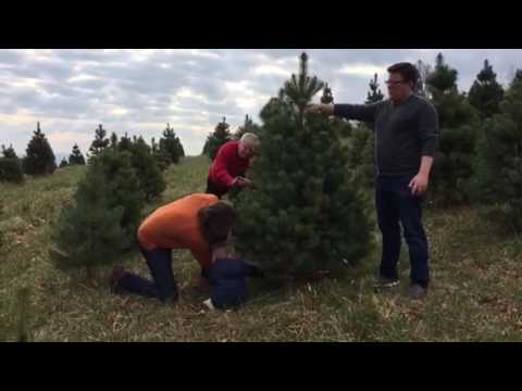 Cutting Down the Tree